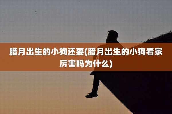 腊月出生的小狗还要(腊月出生的小狗看家厉害吗为什么)