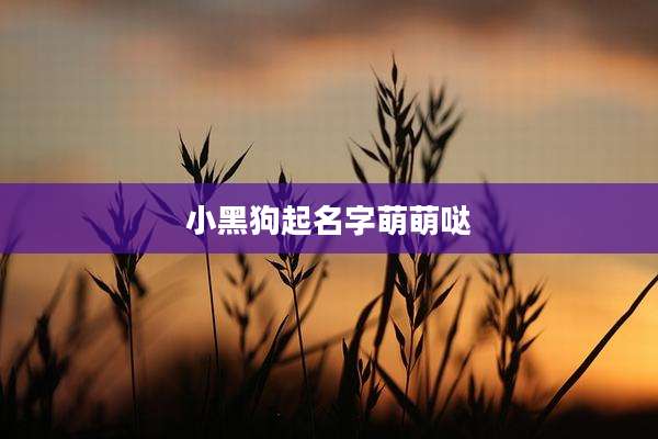 小黑狗起名字萌萌哒