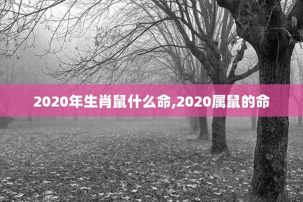 2020年生肖鼠什么命,2020属鼠的命