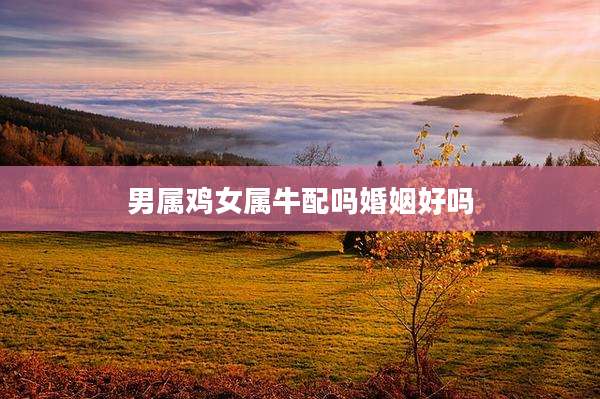男属鸡女属牛配吗婚姻好吗