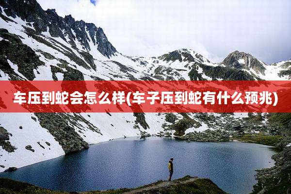 车压到蛇会怎么样(车子压到蛇有什么预兆)