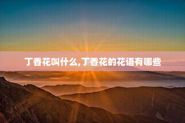 丁香花叫什么,丁香花的花语有哪些