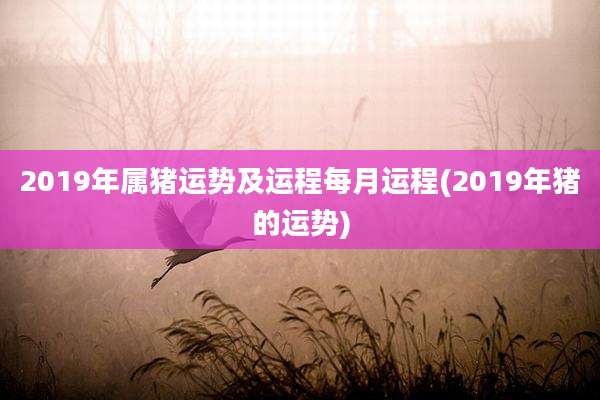 2019年属猪运势及运程每月运程(2019年猪的运势)
