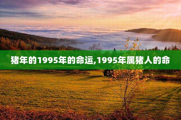 猪年的1995年的命运,1995年属猪人的命