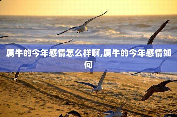 属牛的今年感情怎么样啊,属牛的今年感情如何