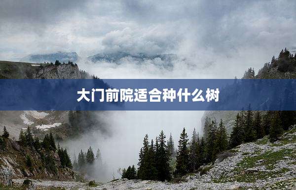 大门前院适合种什么树