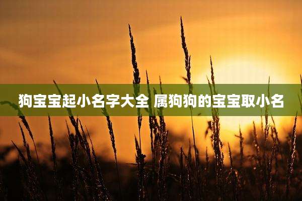 狗宝宝起小名字大全 属狗狗的宝宝取小名