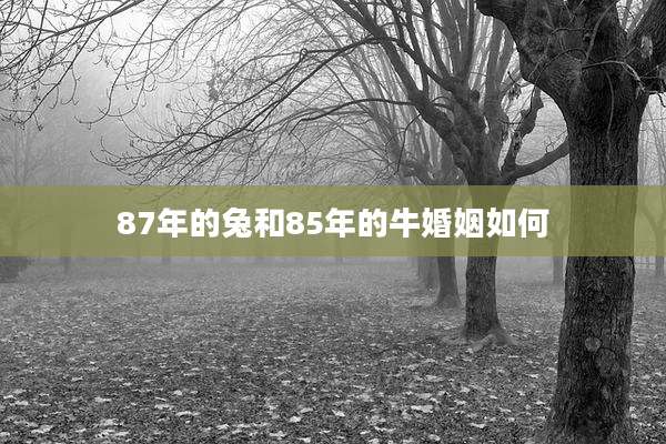 87年的兔和85年的牛婚姻如何