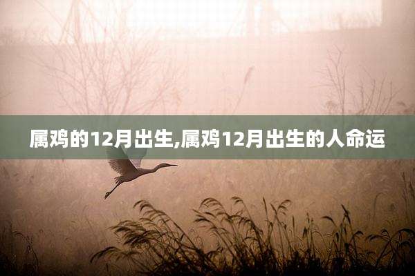 属鸡的12月出生,属鸡12月出生的人命运