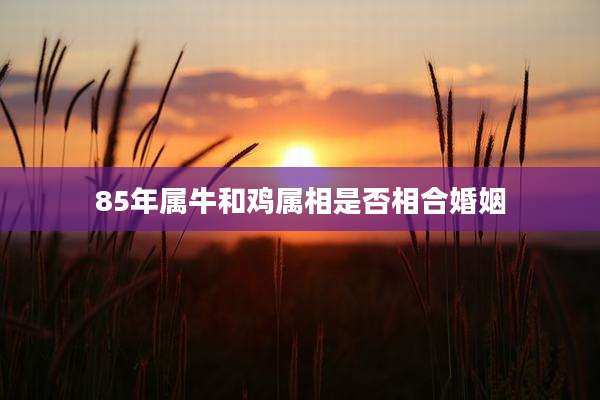85年属牛和鸡属相是否相合婚姻