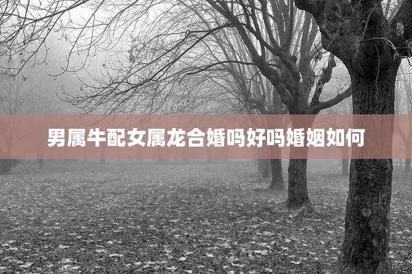 男属牛配女属龙合婚吗好吗婚姻如何