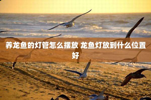 养龙鱼的灯管怎么摆放 龙鱼灯放到什么位置好