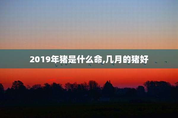 2019年猪是什么命,几月的猪好