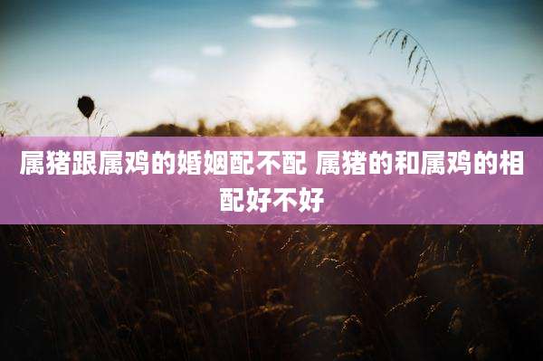 属猪跟属鸡的婚姻配不配 属猪的和属鸡的相配好不好