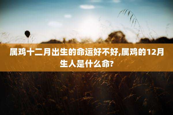 属鸡十二月出生的命运好不好,属鸡的12月生人是什么命?