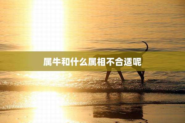 属牛和什么属相不合适呢
