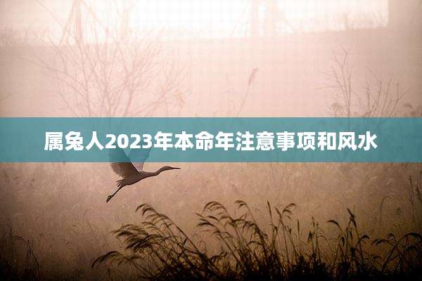 属兔人2023年本命年注意事项和风水
