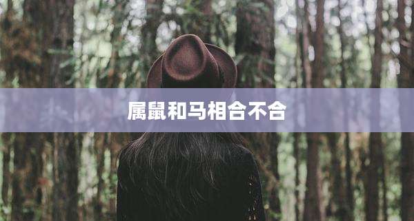 属鼠和马相合不合
