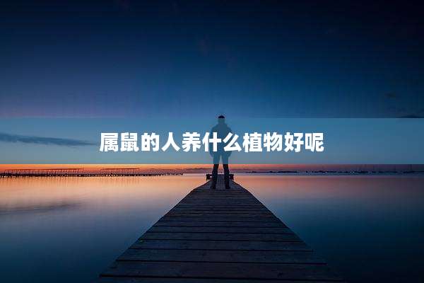 属鼠的人养什么植物好呢