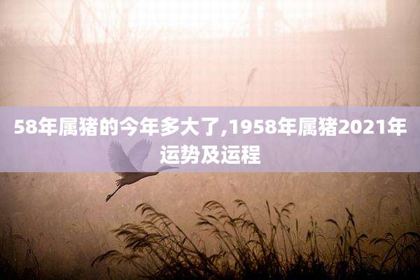 58年属猪的今年多大了,1958年属猪2021年运势及运程