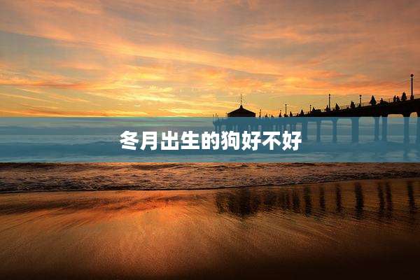 冬月出生的狗好不好
