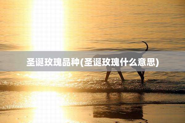 圣诞玫瑰品种(圣诞玫瑰什么意思)