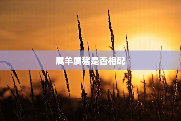 属羊属猪是否相配
