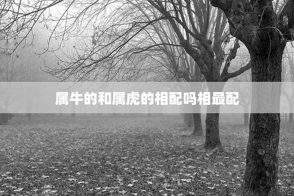 属牛的和属虎的相配吗相最配