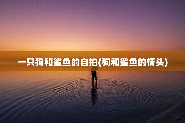 一只狗和鲨鱼的自拍(狗和鲨鱼的情头)