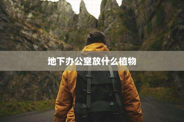 地下办公室放什么植物
