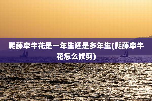 爬藤牵牛花是一年生还是多年生(爬藤牵牛花怎么修剪)
