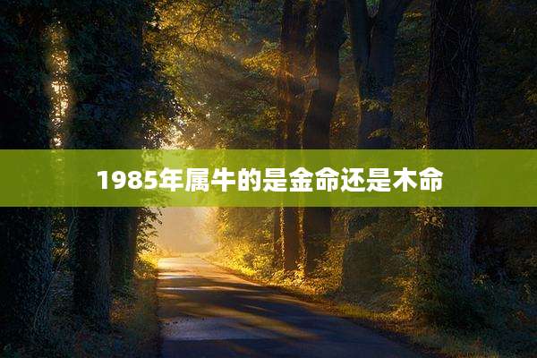 1985年属牛的是金命还是木命