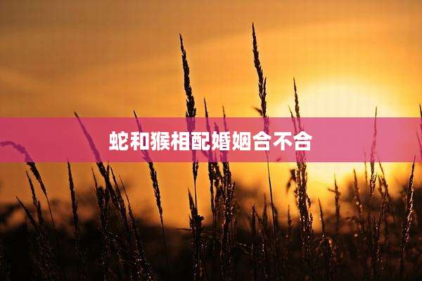 蛇和猴相配婚姻合不合