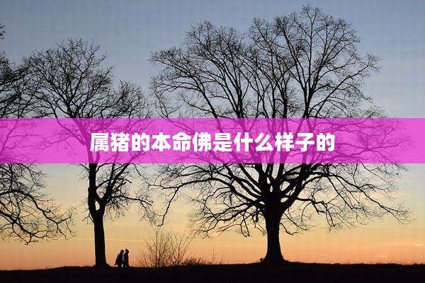属猪的本命佛是什么样子的