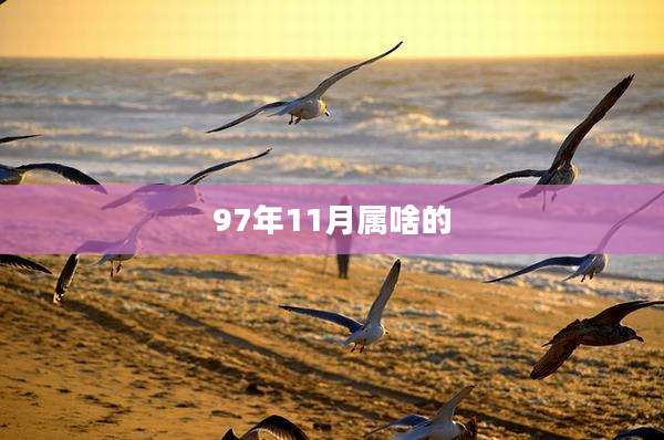 97年11月属啥的