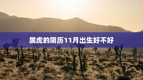 属虎的阴历11月出生好不好