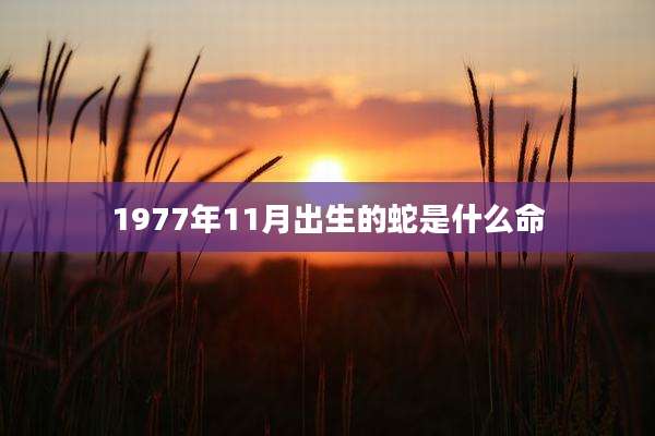 1977年11月出生的蛇是什么命