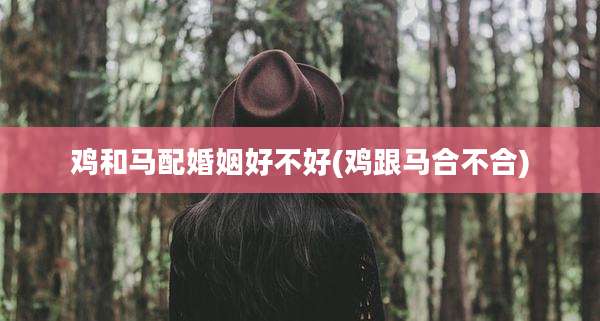 鸡和马配婚姻好不好(鸡跟马合不合)