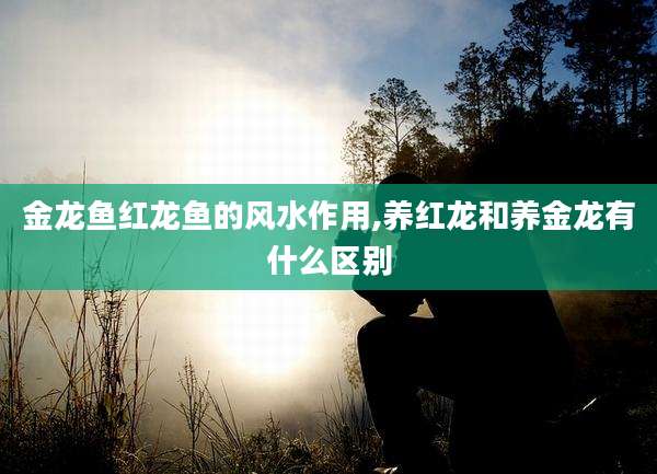 金龙鱼红龙鱼的风水作用,养红龙和养金龙有什么区别