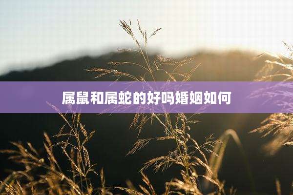 属鼠和属蛇的好吗婚姻如何