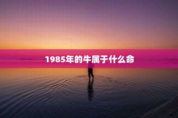 1985年的牛属于什么命