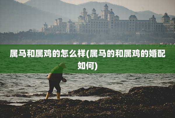 属马和属鸡的怎么样(属马的和属鸡的婚配如何)
