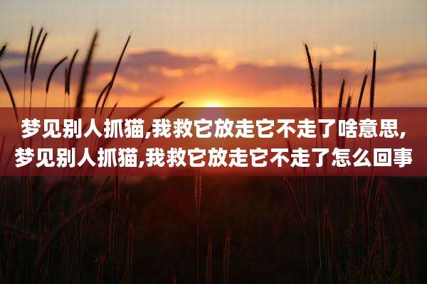 梦见别人抓猫,我救它放走它不走了啥意思,梦见别人抓猫,我救它放走它不走了怎么回事