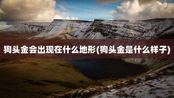 狗头金会出现在什么地形(狗头金是什么样子)