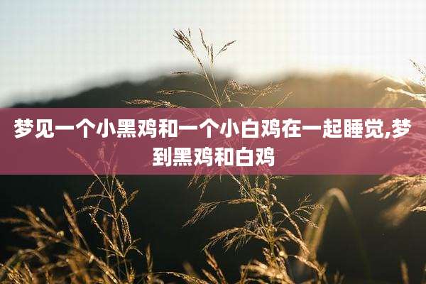 梦见一个小黑鸡和一个小白鸡在一起睡觉,梦到黑鸡和白鸡