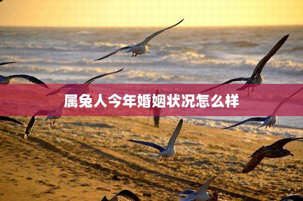 属兔人今年婚姻状况怎么样
