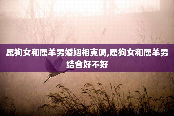 属狗女和属羊男婚姻相克吗,属狗女和属羊男结合好不好