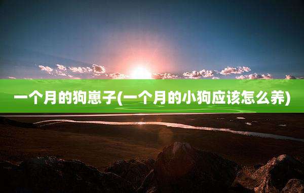 一个月的狗崽子(一个月的小狗应该怎么养)