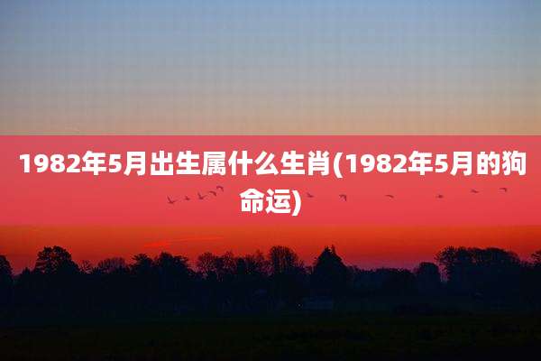 1982年5月出生属什么生肖(1982年5月的狗命运)