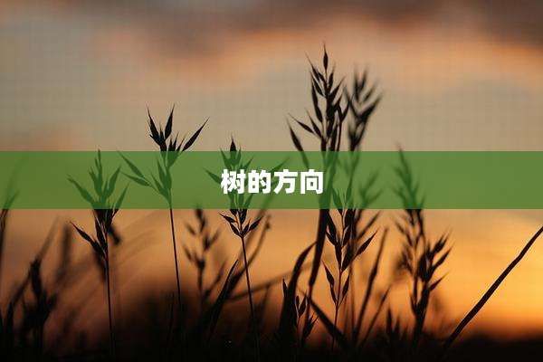 树的方向